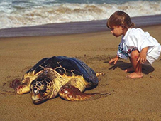 черепаха Caretta Caretta на пляже Патара