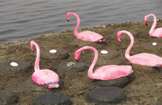 В Измире создали остров для фламинго