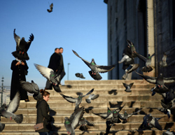 Покормите голубей в Стамбуле