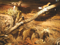 В Бурсе открылся необычный Музей зоологии